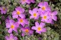 CISTUS Flower seeds for Planting Vibrant Colors, Heirloom & GMO Free Seeds for Home Garden seeds for planting