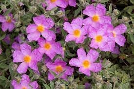 CISTUS Flower seeds for Planting Vibrant Colors, Heirloom & GMO Free Seeds for Home Garden seeds for planting