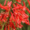 Russelia Flower seeds for Planting Hardy Variety, Heirloom & GMO Free Seeds for Home Garden seeds for planting