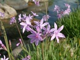 Tulbaghia Flower seeds for Planting Bright Blooms, Heirloom & GMO Free Seeds for Home Garden seeds for planting
