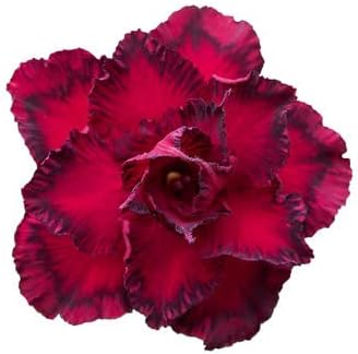 Premium Adenium Flower seeds for Planting Fragrant Blossoms Heirloom & GMO Free Seeds for Home Garden seeds