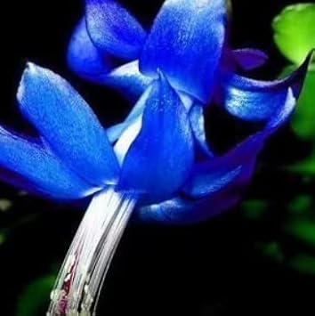 Blue Zygocactus Flower seeds for Planting Seasonal Bloomer, Heirloom & GMO Free Seeds for Home Garden seeds for planting