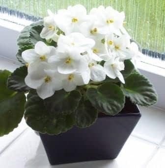 Premium White Saintpaulia Flower seeds for Planting Pollinator Friendly, Heirloom & GMO Free Seeds for Home Garden seeds