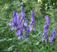 Heirloom Aconitum Flower seeds for Planting Hardy Variety Heirloom & GMO Free Seeds for Home Garden 
 
 Sale for planting in home garden