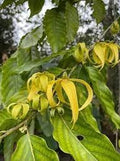 Ylang Flower seeds for Planting Premium Quality, Heirloom & GMO Free Seeds for Home Garden seeds for planting