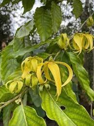 Ylang Flower seeds for Planting Premium Quality, Heirloom & GMO Free Seeds for Home Garden seeds for planting