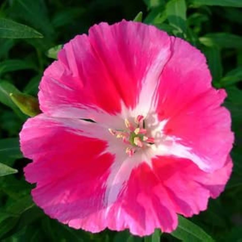 Pink Godetia Flower seeds for Planting Pollinator Friendly, Heirloom & GMO Free Seeds for Home Garden seeds for planting