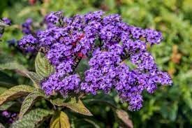 Heliotrope Flower seeds for Planting Wildflower Mix, Heirloom & GMO Free Seeds for Home Garden seeds for home gardening