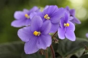High quality Sky Blue Saintpaulia Flower seeds for Planting Easy to Grow, Heirloom & GMO Free Seeds for Home Garden seeds pack