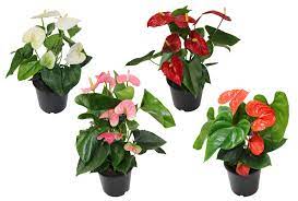 Multi-Color Anthurium Seeds For Vibrant Garden Planting