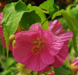 Pink Abutilon Striatum Flower seeds for Planting Wildflower Mix, Heirloom & GMO Free Seeds for Home Garden seeds for planting