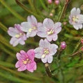 Epilobium Flower seeds for Planting Bright Blooms, Heirloom & GMO Free Seeds for Home Garden seeds for planting