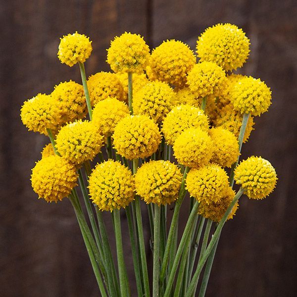 Craspedia Flower seeds for Planting Easy to Grow Heirloom & GMO Free Seeds for Home Garden
