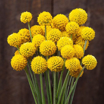 Craspedia Flower seeds for Planting Easy to Grow Heirloom & GMO Free Seeds for Home Garden