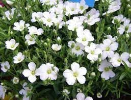 Premium Avalanche Flower seeds for Planting Seasonal Bloomer, Heirloom & GMO Free Seeds for Home Garden seeds