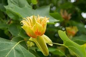 Liriodendron Flower seeds for Planting Drought Tolerant, Heirloom & GMO Free Seeds for Home Garden seeds for planting