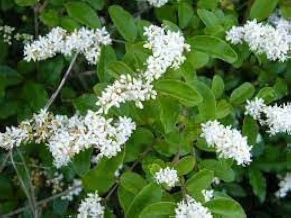 Premium White Ligustrum Flower seeds for Planting Fragrant Blossoms, Heirloom & GMO Free Seeds for Home Garden seeds