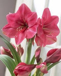 Pink Echte Amaryllis Flower seeds for Planting Perfect for Borders, Heirloom & GMO Free Seeds for Home Garden seeds for planting