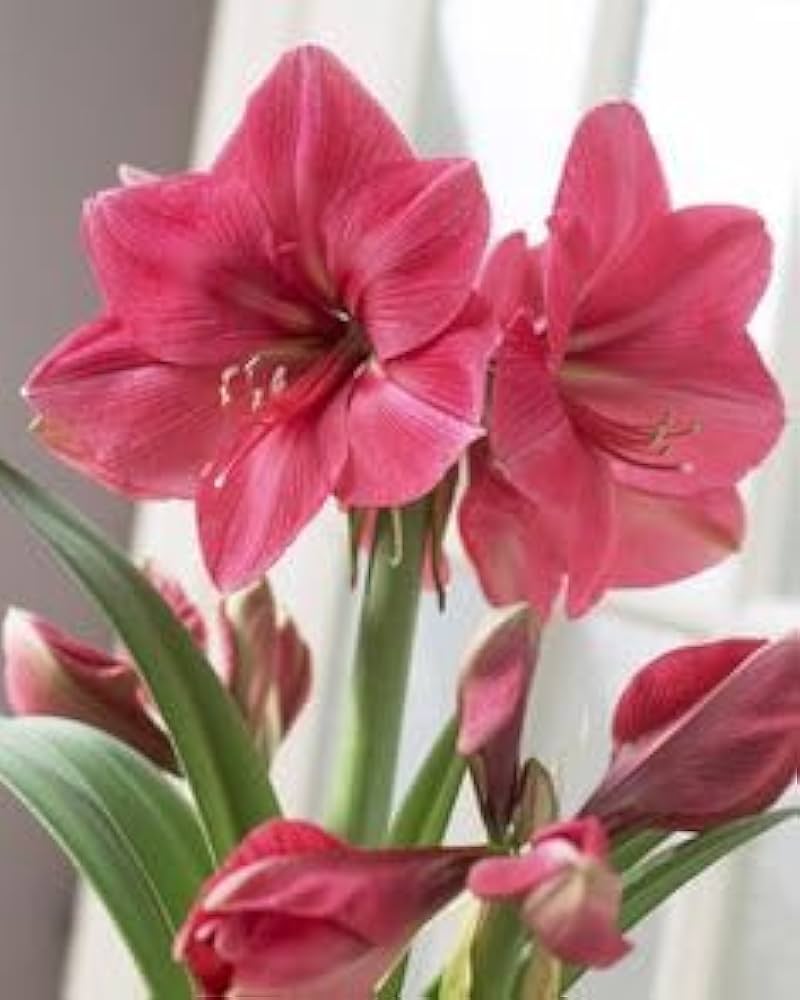 Pink Echte Amaryllis Flower seeds for Planting Perfect for Borders, Heirloom & GMO Free Seeds for Home Garden seeds for planting