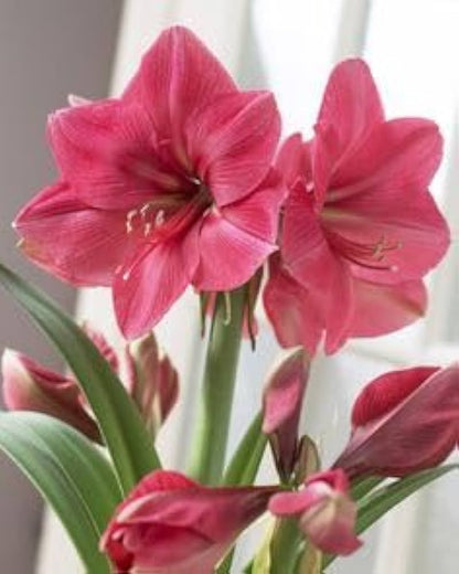 Pink Echte Amaryllis Flower seeds for Planting Perfect for Borders, Heirloom & GMO Free Seeds for Home Garden seeds for planting