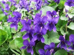 Viola Charlotte Flower seeds for Planting Seasonal Bloomer Heirloom & GMO Free Seeds for Home Garden 
 
 Sale for planting in home garden
