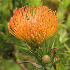 Leucospermum Flower seeds for Planting Fragrant Blossoms, Heirloom & GMO Free Seeds for Home Garden seeds for planting
