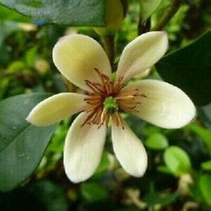 Cream Michelia Flower seeds for Planting Cut Flower Favorite, Heirloom & GMO Free Seeds for Home Garden seeds for planting