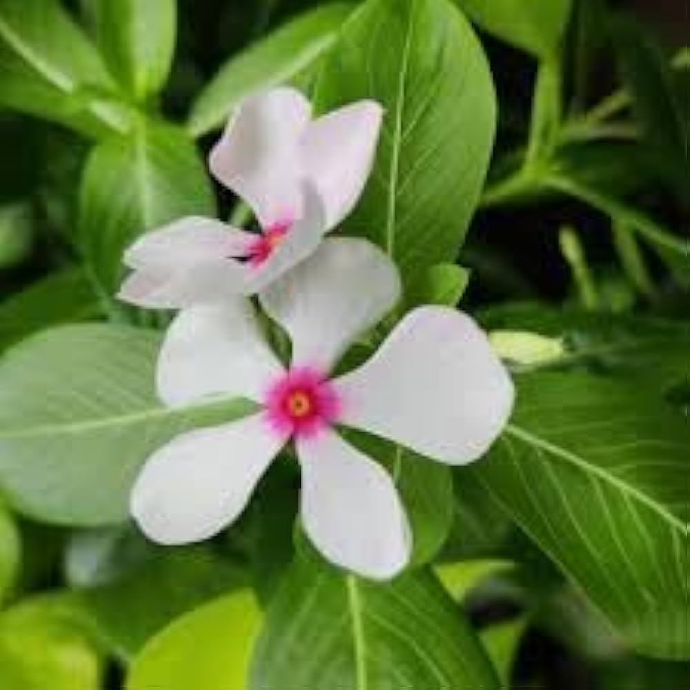 White Vinca Rosea Flower seeds for Planting Hardy Variety, Heirloom & GMO Free Seeds for Home Garden vegetable and garden seeds
