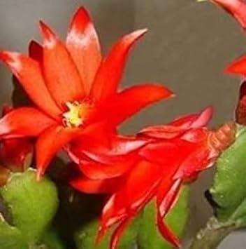 Red Zygocactus Truncatus Flower seeds for Planting Cottage Garden Essential, Heirloom & GMO Free Seeds for Home Garden vegetable and garden seeds