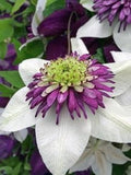 Clematis White Purple Flower seeds for Planting Low Maintenance, Heirloom & GMO Free Seeds for Home Garden seeds for planting