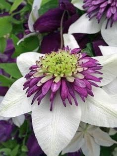 Clematis White Purple Flower seeds for Planting Low Maintenance, Heirloom & GMO Free Seeds for Home Garden seeds for planting