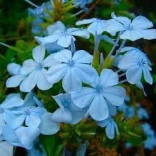 Plumbago Flower seeds for Planting Cut Flower Favorite, Heirloom & GMO Free Seeds for Home Garden seeds for planting