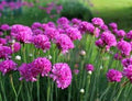 Armeria Flower seeds for Planting Cottage Garden Essential, Heirloom & GMO Free Seeds for Home Garden seeds for planting
