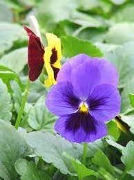 Mexican Pansy Flower seeds for Planting Bright Blooms Heirloom & GMO Free Seeds for Home Garden 
 
 Sale for planting in home garden