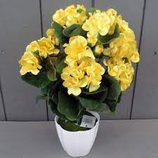 Nuevos Flower seeds for Planting Garden Favorite, Heirloom & GMO Free Seeds for Home Garden seeds for planting