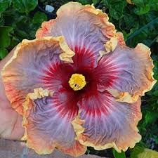 Giant Hibiscus Flower seeds for Planting Seasonal Bloomer Heirloom & GMO Free Seeds for Home Garden 
 
 Sale for planting in home garden