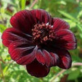 Dichondra Cosmos Flower seeds for Planting Hardy Variety, Heirloom & GMO Free Seeds for Home Garden seeds for planting