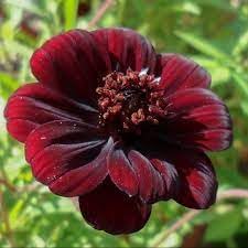Dichondra Cosmos Flower seeds for Planting Hardy Variety, Heirloom & GMO Free Seeds for Home Garden seeds for planting
