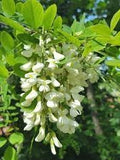 Robinia Flower seeds for Planting Bright Blooms, Heirloom & GMO Free Seeds for Home Garden seeds for planting
