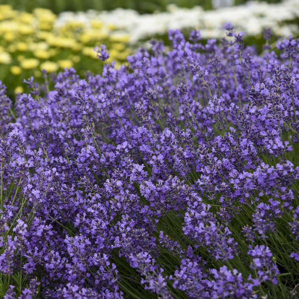 Lavender Munstead Flower seeds for Planting Low Maintenance Heirloom & GMO Free Seeds for Home Garden