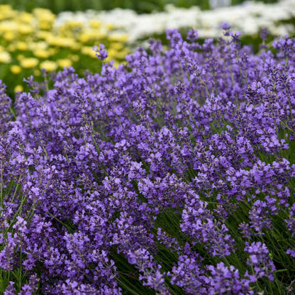 Lavender Munstead Flower seeds for Planting Low Maintenance Heirloom & GMO Free Seeds for Home Garden
