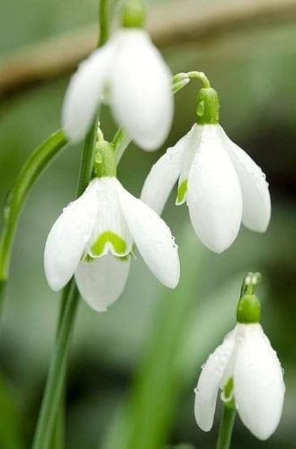 Galanthus Flower seeds for Planting Sun Loving Heirloom & GMO Free Seeds for Home Garden