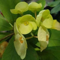 Green Euphorbia Milii Flower seeds for Planting Cut Flower Favorite, Heirloom & GMO Free Seeds for Home Garden seeds for planting
