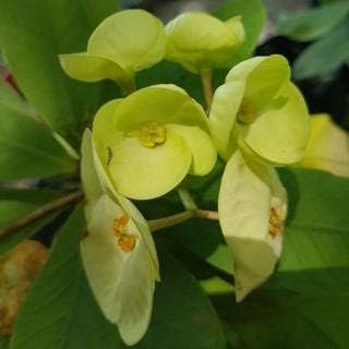 Green Euphorbia Milii Flower seeds for Planting Cut Flower Favorite, Heirloom & GMO Free Seeds for Home Garden seeds for planting