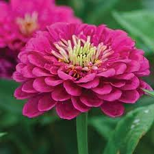 Zinnia Flower Seeds Pink Planting Pack