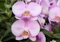 Baby Pink Phalaenopsis Orchid Flower seeds for Planting Colorful Display, Heirloom & GMO Free Seeds for Home Garden seeds for planting