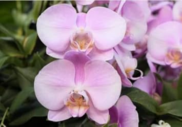 Baby Pink Phalaenopsis Orchid Flower seeds for Planting Colorful Display, Heirloom & GMO Free Seeds for Home Garden seeds for planting