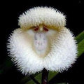 White Monkey Face Orchid Flower seeds for Planting Fragrant Blossoms, Heirloom & GMO Free Seeds for Home Garden seeds for planting
