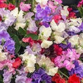 Odoratus Flower seeds for Planting Drought Tolerant, Heirloom & GMO Free Seeds for Home Garden seeds for planting
