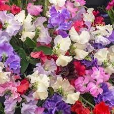 Odoratus Flower seeds for Planting Drought Tolerant, Heirloom & GMO Free Seeds for Home Garden seeds for planting